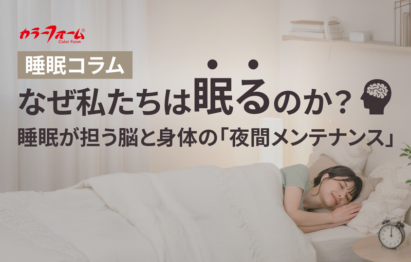 なぜ私たちは眠るのか？睡眠が担う脳と身体の「夜間メンテナンス」